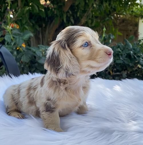 honeydewthedachshund_1591482085_2325842764829143725_34677388301