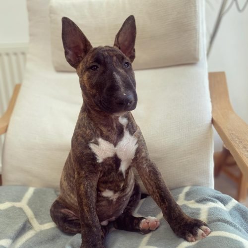ourbullterrier_bonnie_1655477132_2862672126194038599_53596270087 ourbullterrier_bonnie_1655477132_2862672126194038599_53596270087