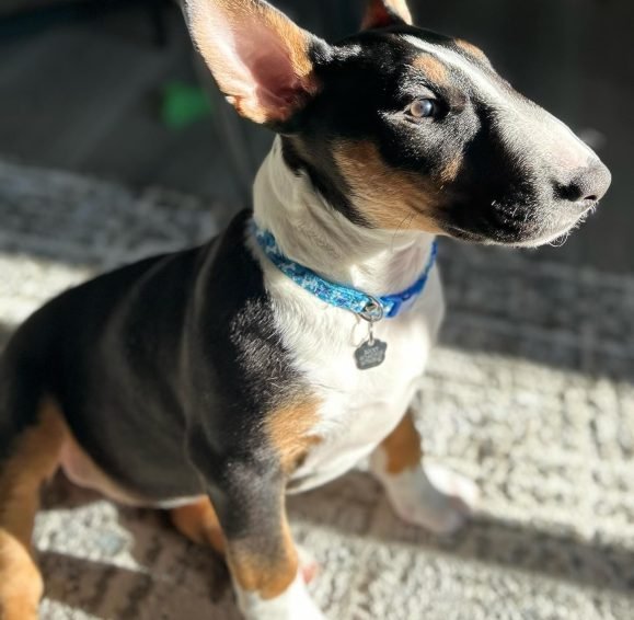 rocky__bull_terrier_1710953702_3328043330687213224_65227558723 rocky__bull_terrier_1710953702_3328043330687213224_65227558723