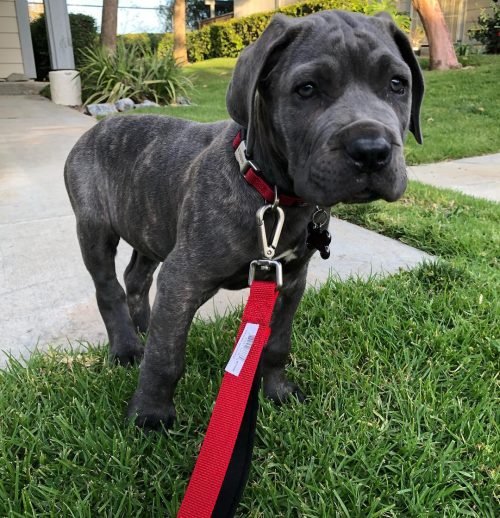 THOR