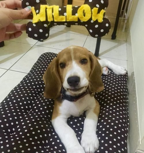 willow_beagle_1474726618_1346426921215315362_3604935077